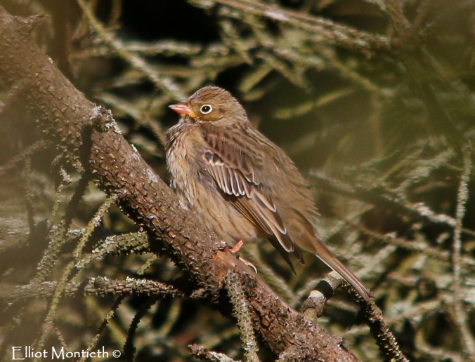 Ortolan Bunting showing well at Nant, Bardsey Island_edited-1