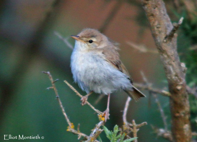 front-view-of-booted-warbler_edited-1