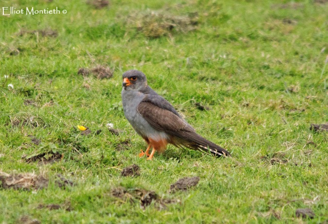 red-footed-falcon-copy