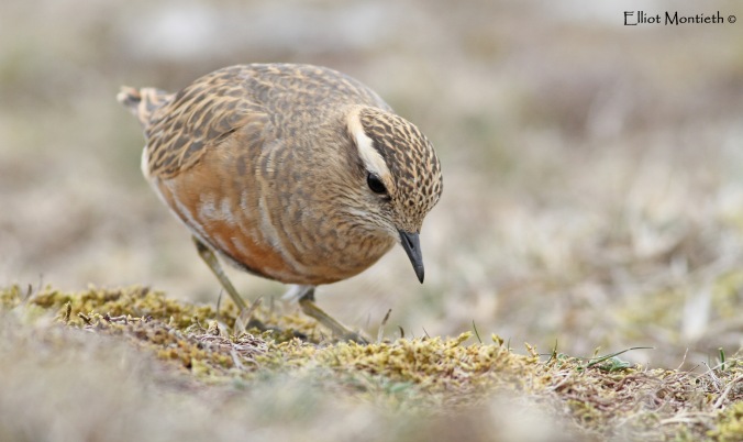 Eurasian Dotterel male at Great Orme head_edited-1