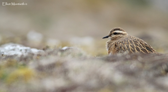 Eurasian Dotterel male at Great Orme_edited-1